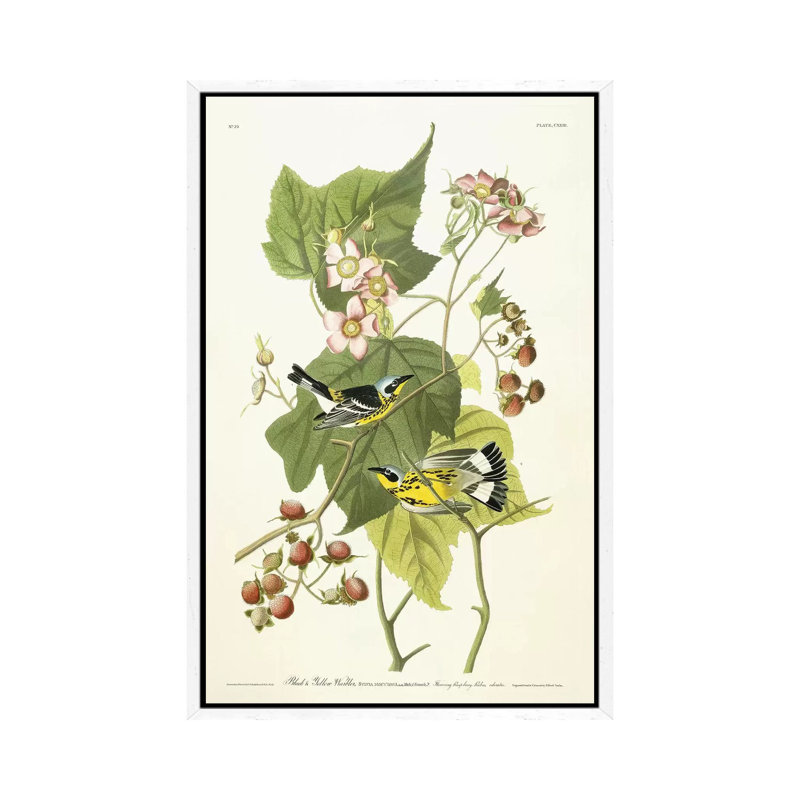 Black And Yellow Warbler And Flowering Raspberry, C.1826-1838 by John Audubon - Print on Canvas, White Framed