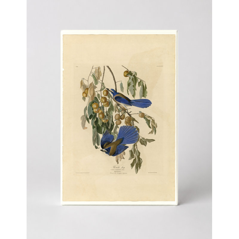 Florida Jay, Plate 87 (1827-1838) - Art mural sur toile Portrait, 18" W x 12" H