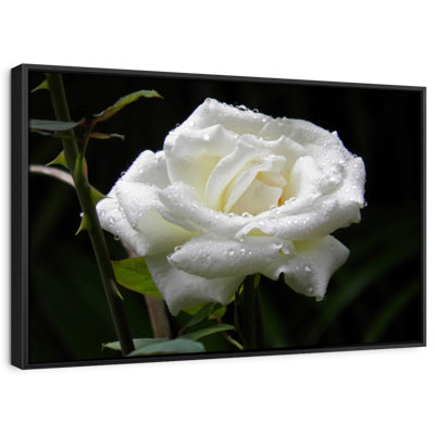 Dewdrops On White Rose Canvas Print