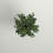 48'' Faux Ficus Tree in Wicker/Rattan Basket