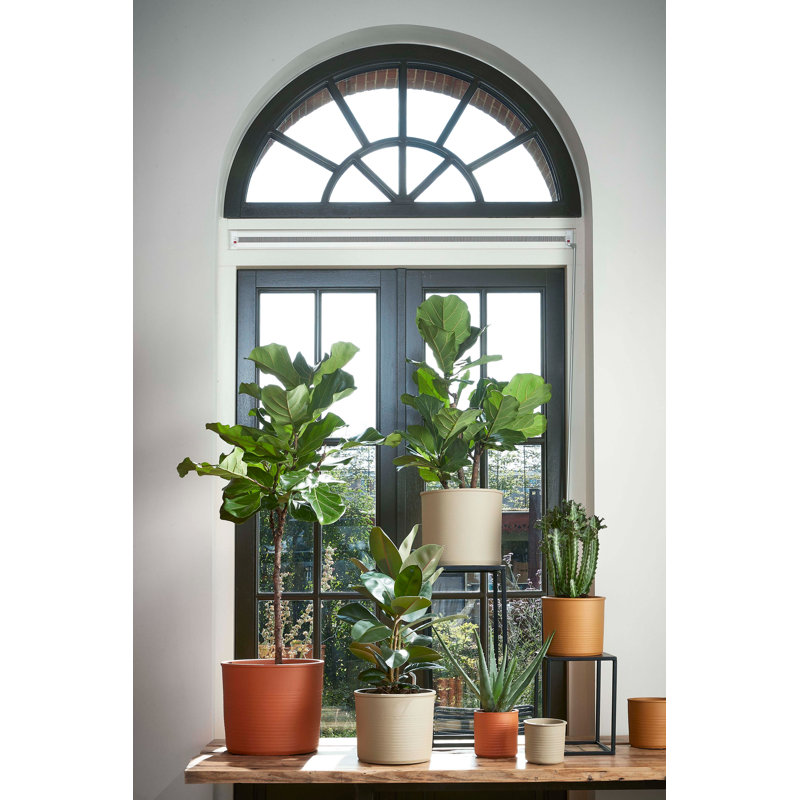 Momo Ceramic Pot Planter