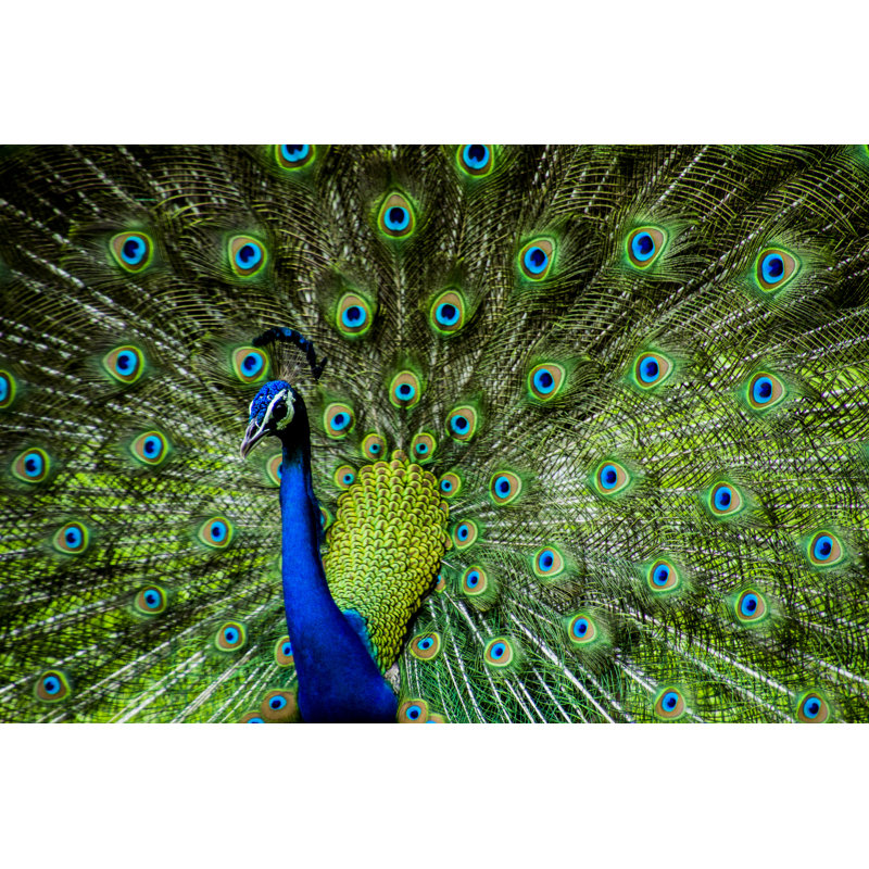 Indian Male Peacock - Wrapped Canvas Print, 51cm H x 76cm W x 3.8cm D