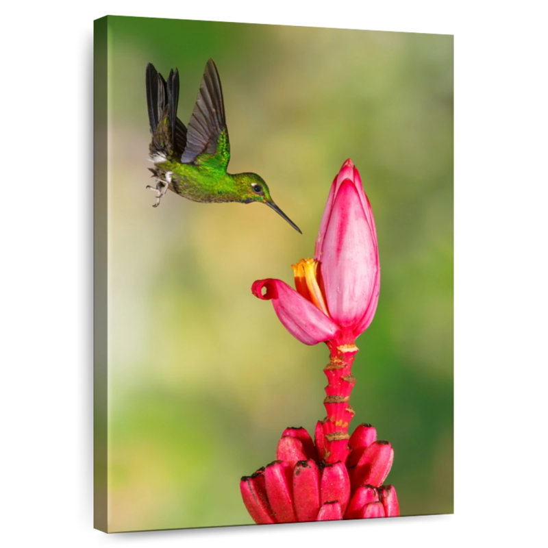 Colibri couronné vert Brampt, H 39 po x l 26 po