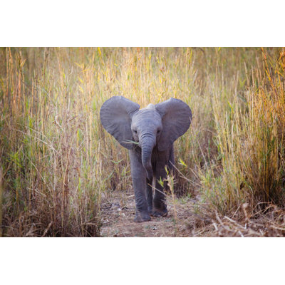 «African Elephant Baby» par Samnooshka - photographie sur toile tendue