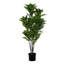 44 po Alocasia Zebrina-1896302855