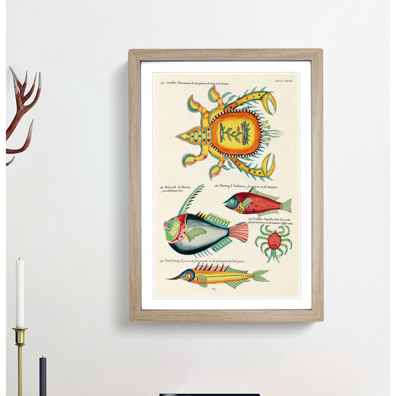 East Indies Fish & Crab Illustrations XLVI by Louis Renard - Picture Frame Painting Print, 48cm H x 36cm W x 2cm D