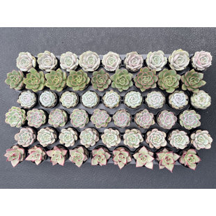 Assorted Rosettes Succulents (6 Varieties) Bulk 54 Tray - 2in Pot