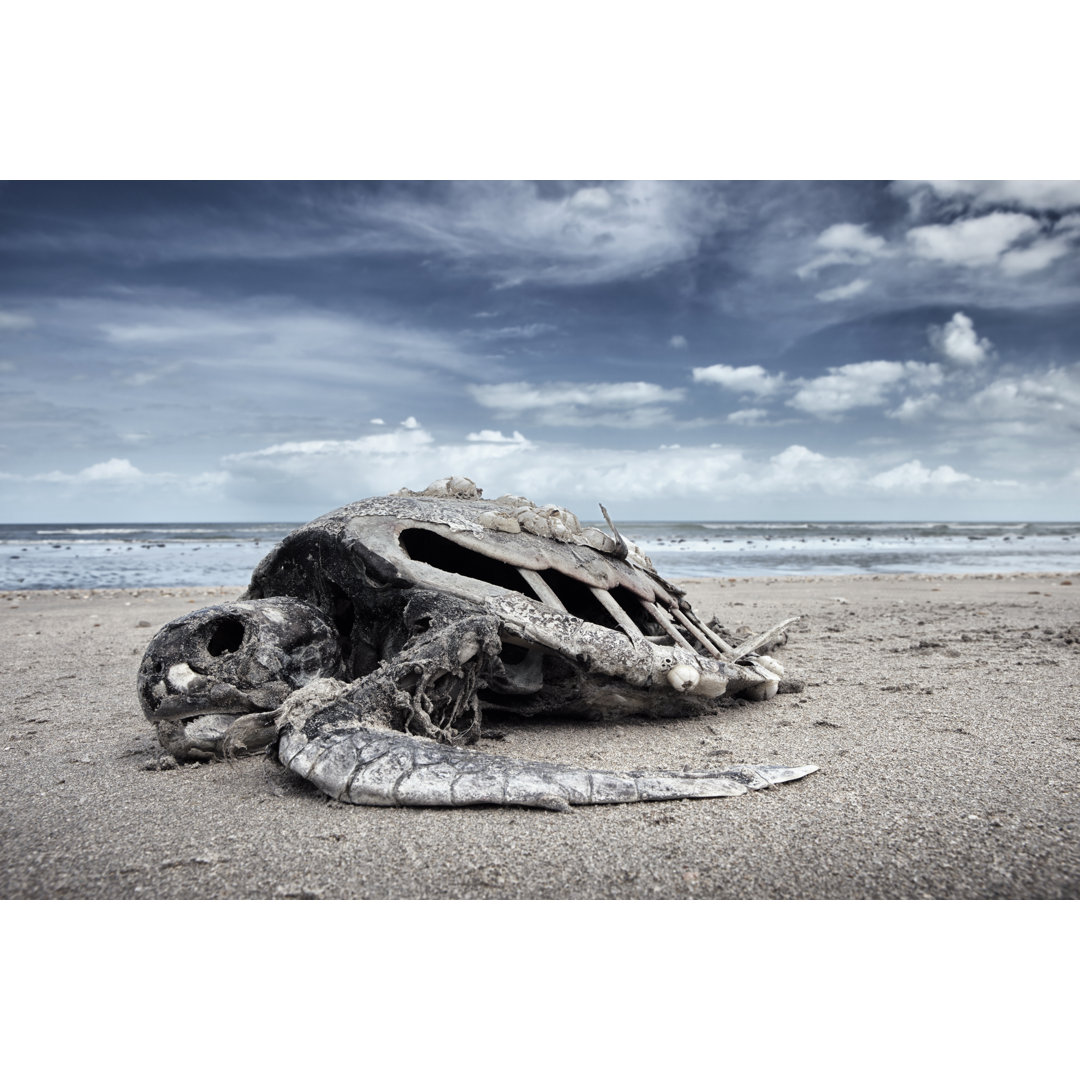 Tote Wasserschildkröte