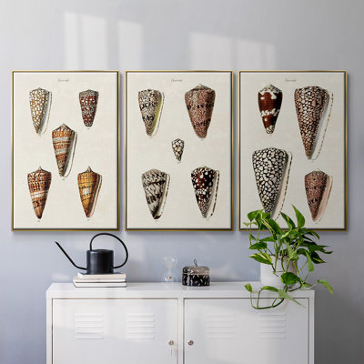 Cone Shell Collection I - Ensemble de 3 reproductions encadrées sur toile