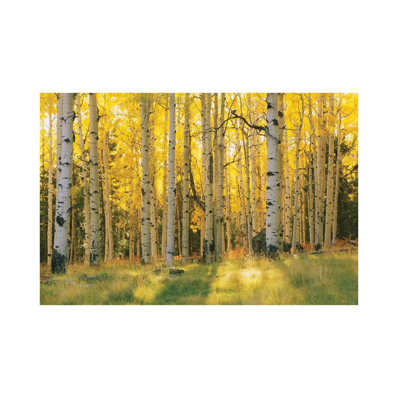 Aspen Trees In A Forest, Coconino National Forest, Arizona, Usa by Panoramic Images - Wrapped Canvas Print