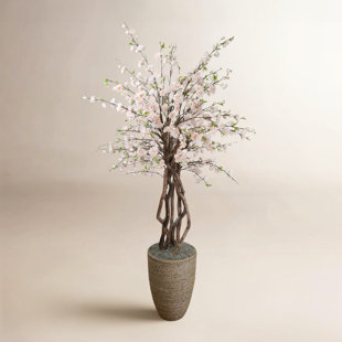 Cherry Blossom and Dragon Wood Tree in Rope Pot