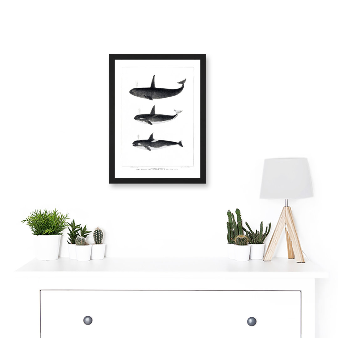 Orca Killer Whales Nature Ocean Sea Life - Single Picture Frame Print