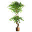 Faux Ficus Tree-112375801-112375808