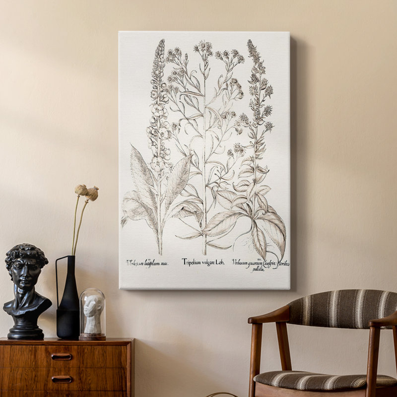 Sépia Besler Botanicals, H 18 po x l 12 po