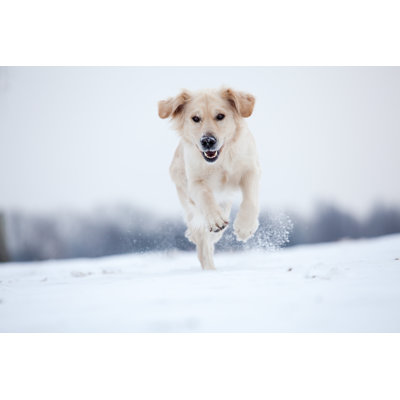 Golden Retriever Running In Snow by JoopS - Wrapped Canvas Print