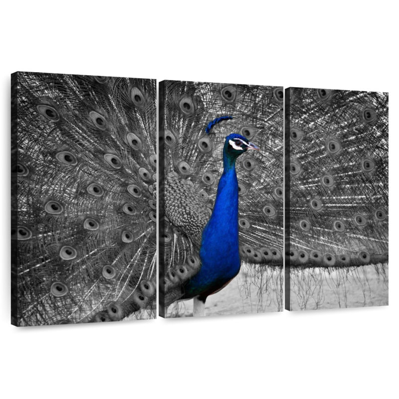 Brampt Peacock Pop, 48" H x 74" W