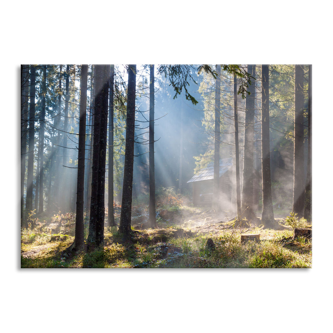 Glasbild Sonnenstrahlen im Wald