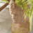 Giannone Statue Planter