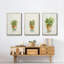 Succulent I, encadré sur toile, 3 pièces-163068313-163068310