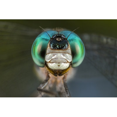 Bolckow Dragonfly Portrait by Guilherme Omella - Wrapped Canvas Print
