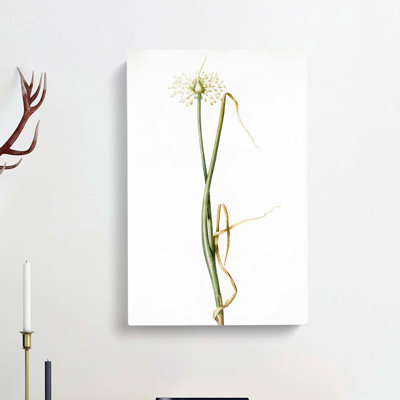 Wild Onion Flowers by Pierre-Joseph Redoute - Wrapped Canvas