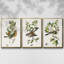 Ensemble de 3 cadres photo sur toile Antique Botanical Collection IV-97759081-97759084