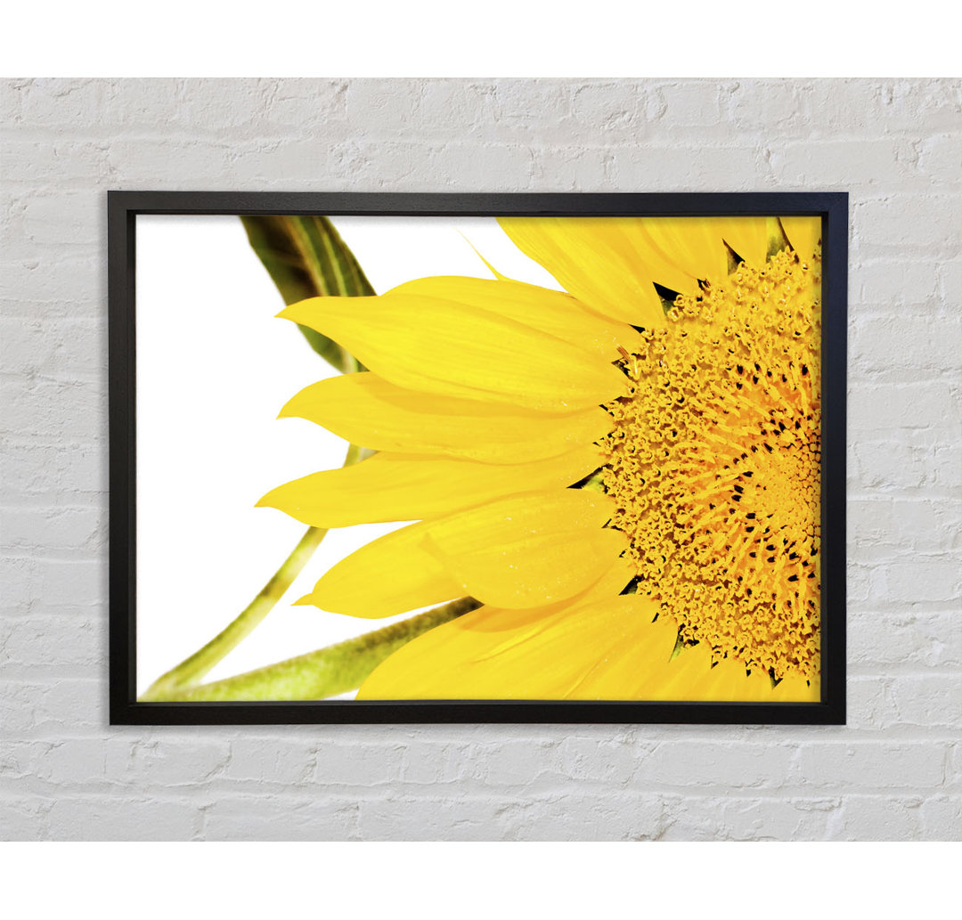 Close-up Petal Sunflower - Single Picture Frame Kunstdrucke auf Leinwand