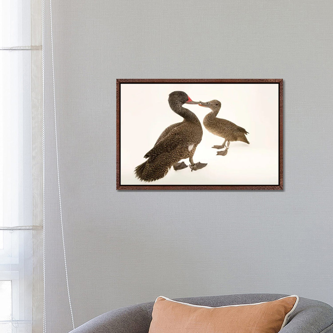 Two Freckled Ducks At Sylvan Heights Bird Park von Joel Sartore - Gallery-Wrapped Canvas Giclée