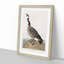 Hutchins Barnacle Goose by John Audubon - Picture Frame Painting Print-55578927-55578926