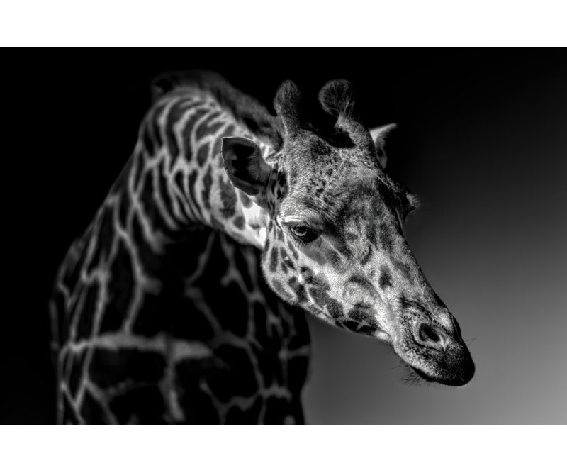 Wrapped Canvas Print, 60.96 cm H x 91.44 cm W