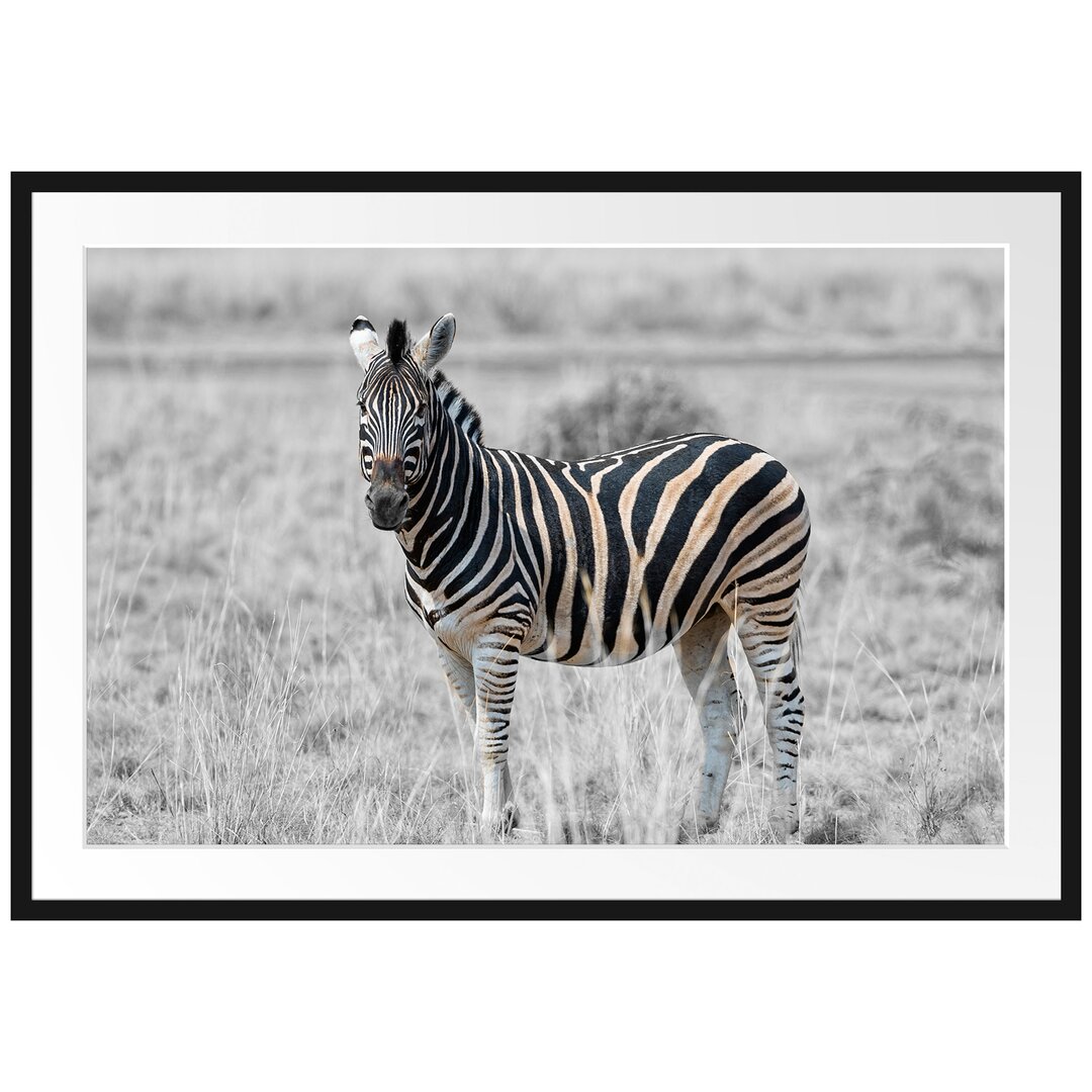 Gerahmtes Poster Einzelnes Zebra im Wildgras