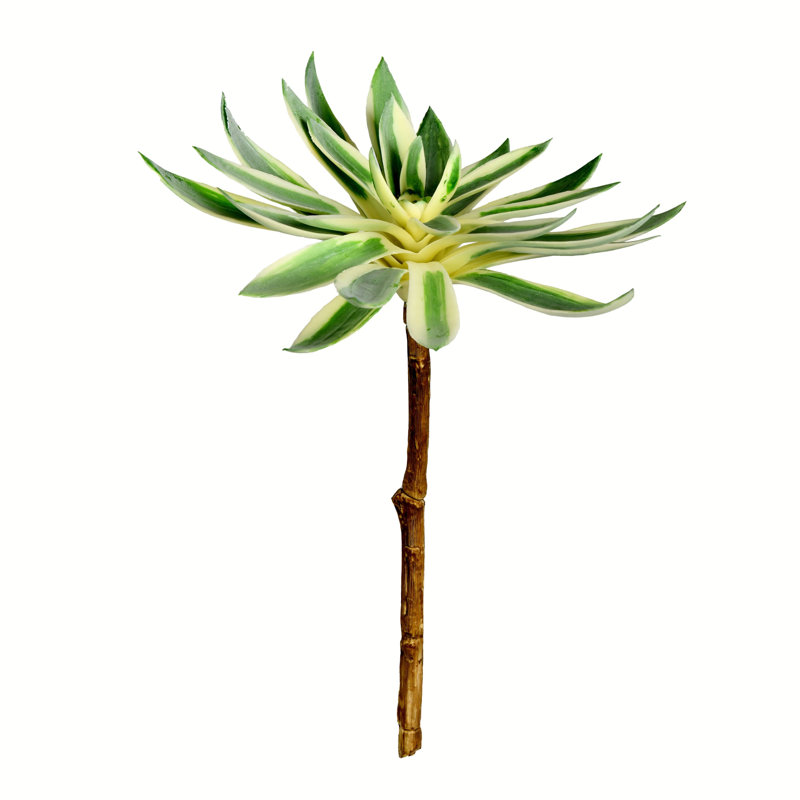 Tige de plante grasse
