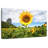 Harnek Golden Sunflower-111984301