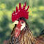 Statue de coq Azhan