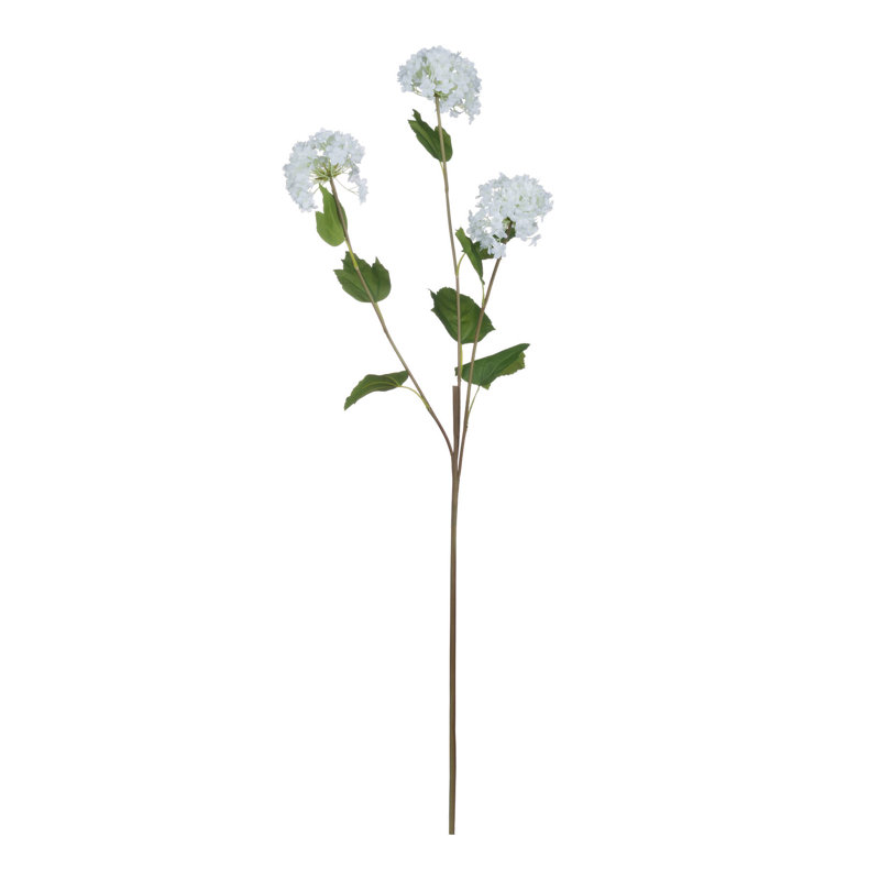 Anastasija Arrangement