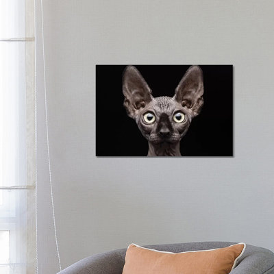 Sphynx Cat by Patrick Matte - Wrapped Canvas Gallery-Wrapped Canvas Giclée