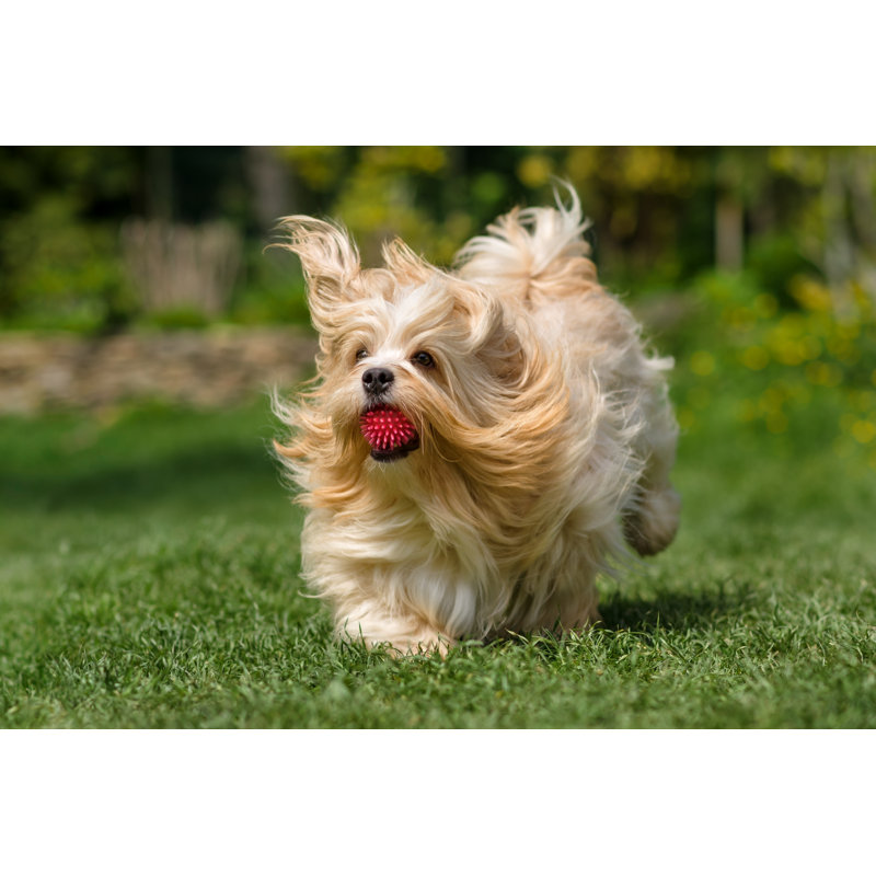 Chien havanais orange ludique qui court avec une balle par Dorottya_Mathe, H 12 po x l 18 po x P 1,25 po