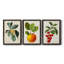 Feuillage antique et fruit VI - ensemble de 3 peintures sur toile encadrées-305686319-305686316