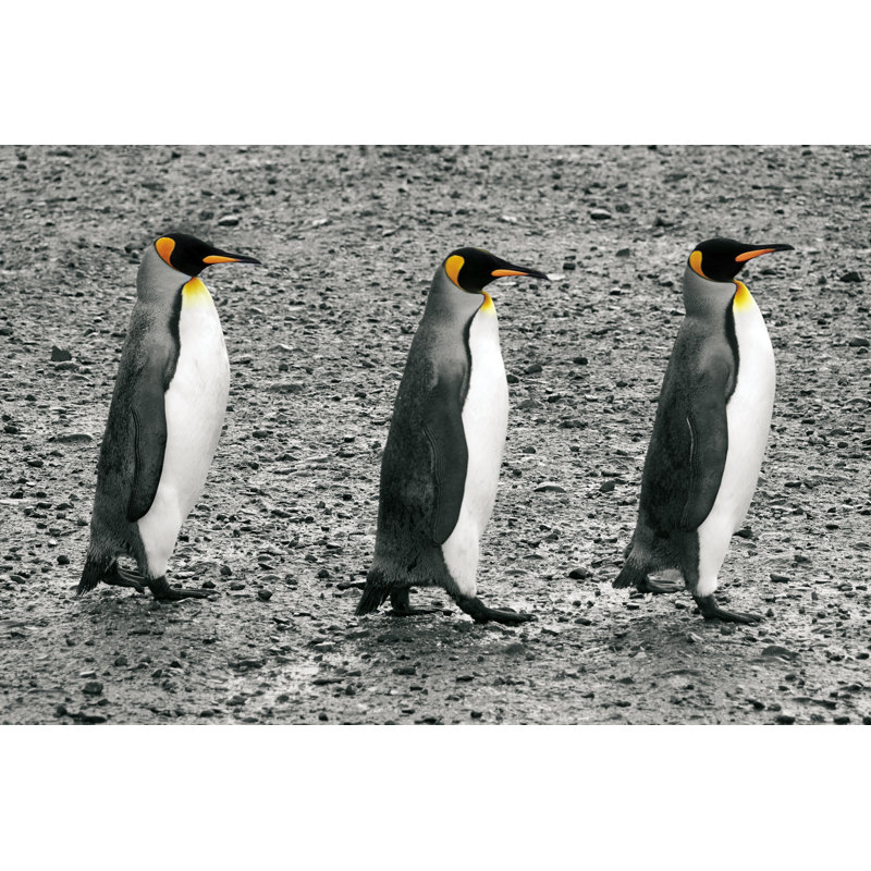 The Bachelors - Photographie sur toile tendue, H 32 po x l 48 po, Non, Encadrement argenté