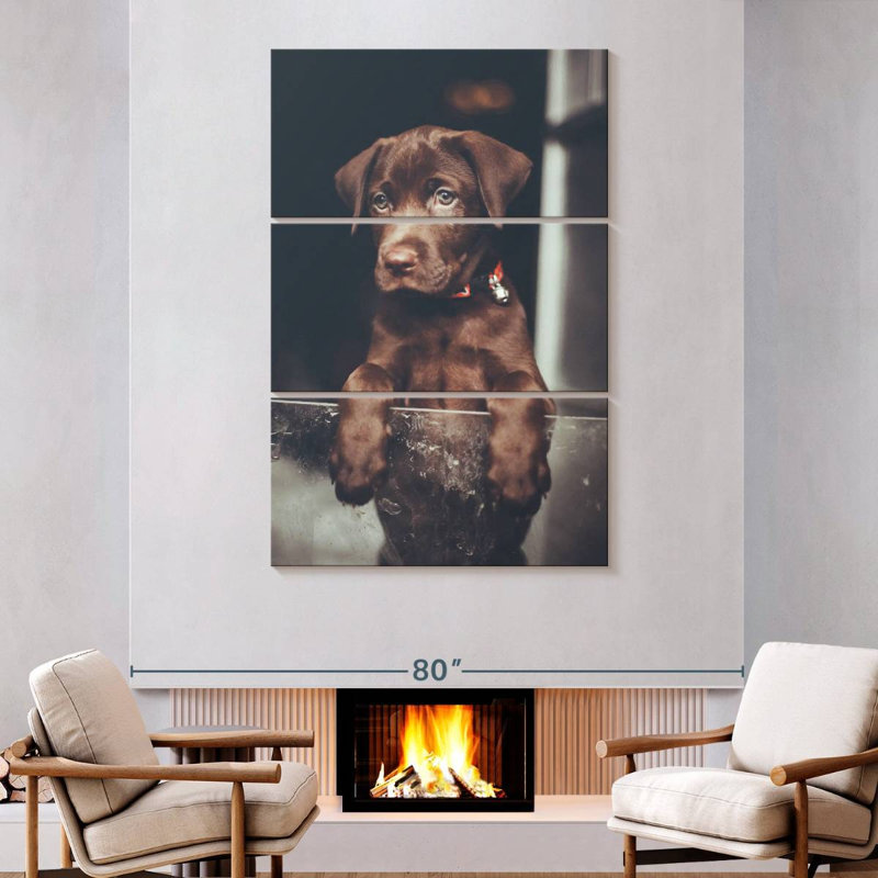 Chiot labrador Brampt chocolat, H 74 po x l 48 po