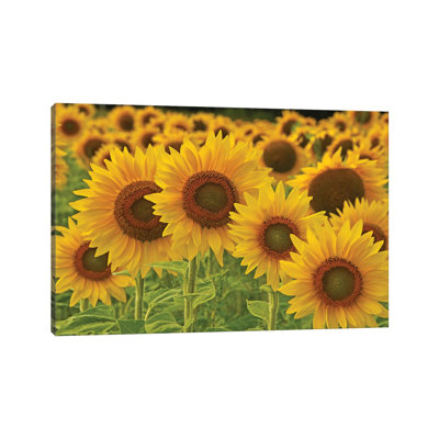 " Sunflowers All In A Row " by Brian Wolf