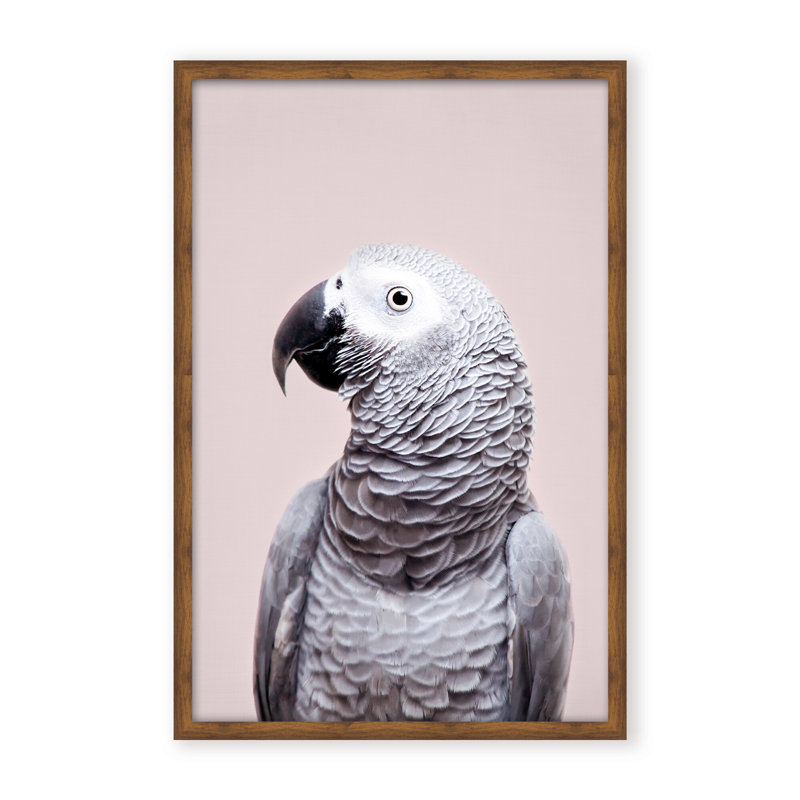 Nature Inspired African Gray by  - Picture Frame Photograph on Paper, 48" H x 32" W x 1.125" D, Framed Matted Print, Black
