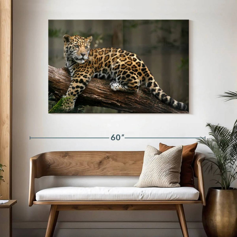 Regard de bébé jaguar Brampt, H 30 po x l 45 po