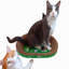 Grattoir en carton PetPro B Accessoire Engebretsen