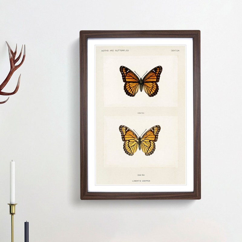 Viceroy Butterfly by S.F. Denton - Picture Frame Painting Print, 27cm H x 36cm W x 2cm D, Walnut Framed
