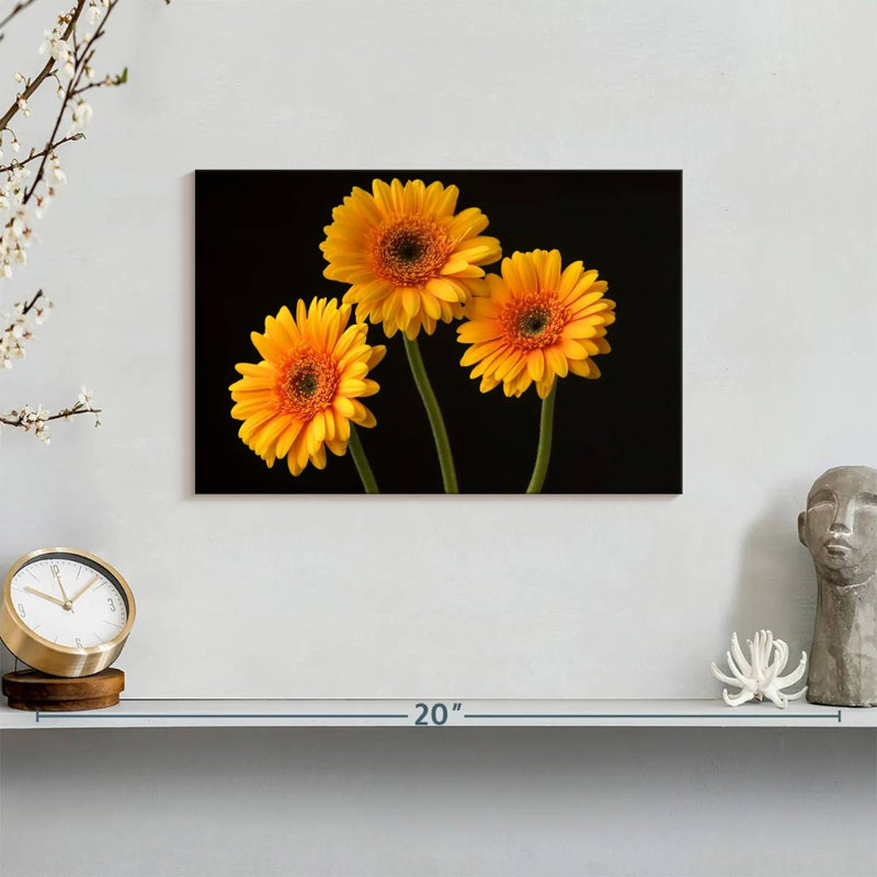 Trois marguerites Harnek sur fond sombre, H 8 po x l 12 po