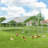 Derward 200 Square Feet Walk In Chicken Run with Chicken Run for up to 20 Chickens