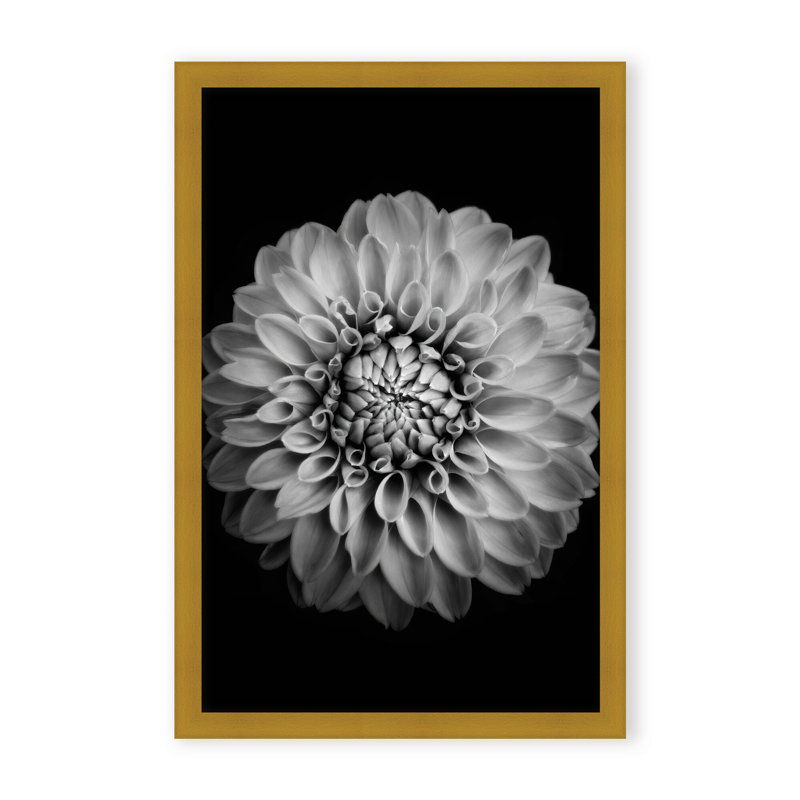 Nature Inspired Marigold by  - Picture Frame Photograph on Paper, 24" H x 16" W x 1.125" D, Black, Framed Matted Print