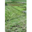 Overdye One-of-a-Kind 8'3" X 11'6" Area Rug