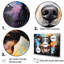 Popart Rat Terrier Rascal I - ensemble d'art mural sur toile chien-107752001